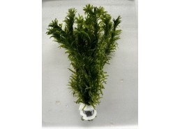 Elodea densa - Bouquet