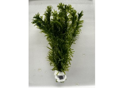 Elodea densa - Bouquet