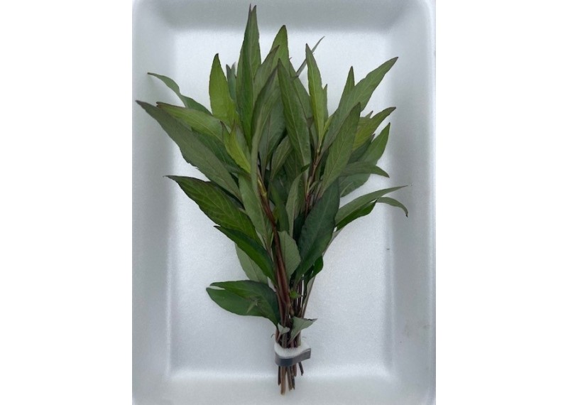 Hygrophila angustifolia - Bouquet