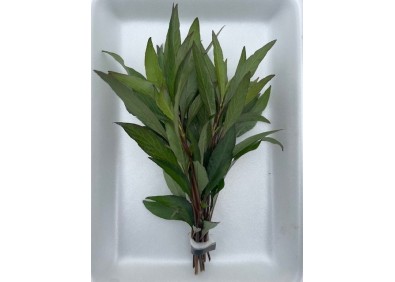 Hygrophila angustifolia - Bouquet