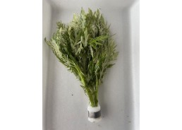 Hygrophila difformis...