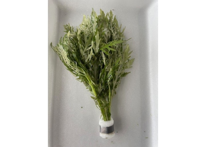 Hygrophila difformis (emerse) - Bouquet