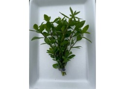 Hygrophila polysperma -...