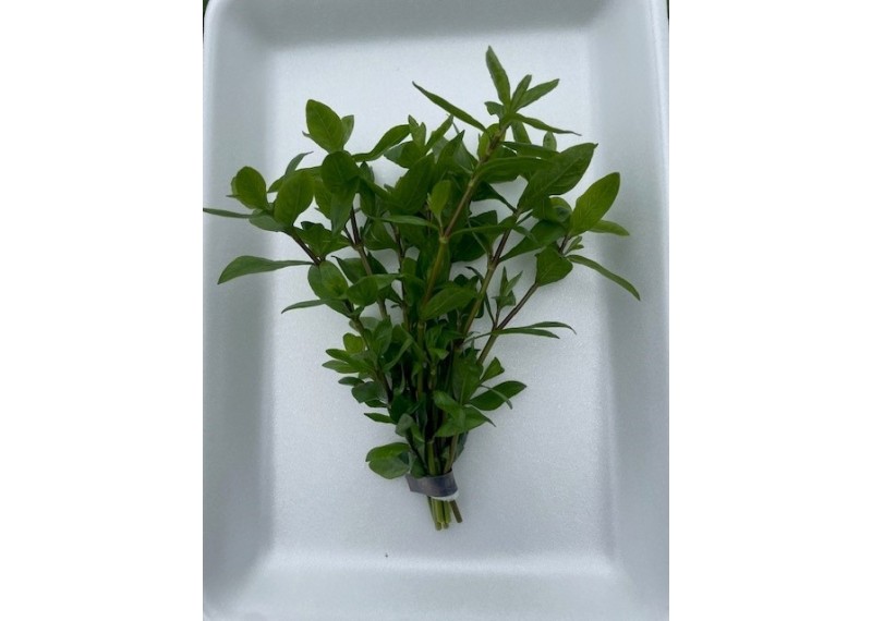Hygrophila polysperma - Bouquet