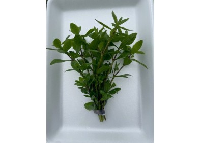 Hygrophila polysperma - Bouquet