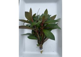 Ludwigia repens diamond red...