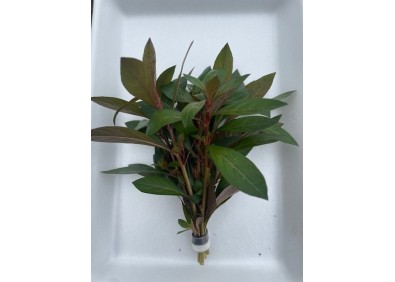 Ludwigia repens diamond red - Bouquet