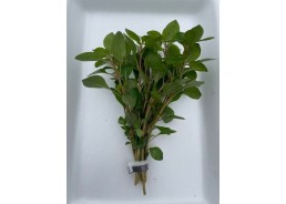 Ludwigia palustris rood -...