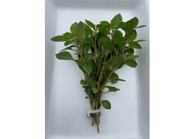 Ludwigia palustris rood - Bouquet