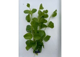 Lysimachia nummularia -...