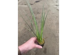 Acorus gramineus variegatus...