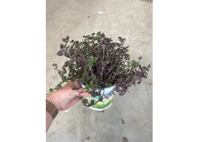 Callisia repens - Pot de 10cm