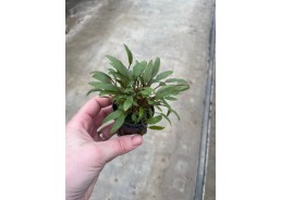 Cryptocoryne petchii - Pot...