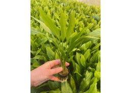 Echinodorus paniculatus...