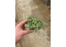 Fittonia wit - Pot de 5cm...