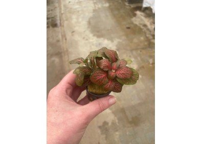Fittonia rood - Pot de 5cm (terrarium)