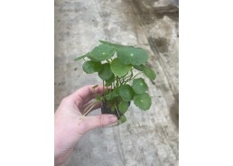 Hydrocotyle vulgaris - Pot...