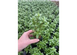 Hygrophila polysperma - Pot...