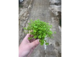 Micranthemum umbrosum - Pot...