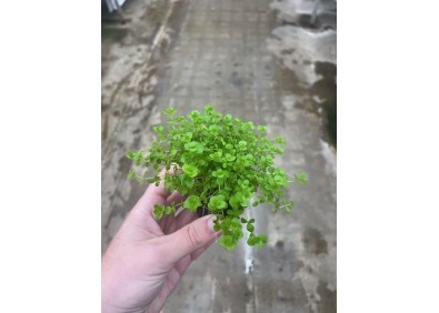 Micranthemum umbrosum - Pot de 5cm