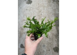 Microsorum pteropus specie...