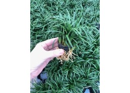 Ophiopogon japonica...