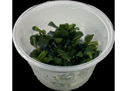 Bucephelandra sp green -...