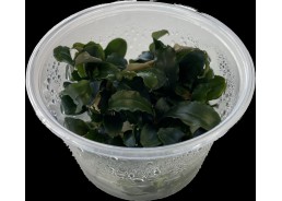 Bucephelandra sp red - Cup...