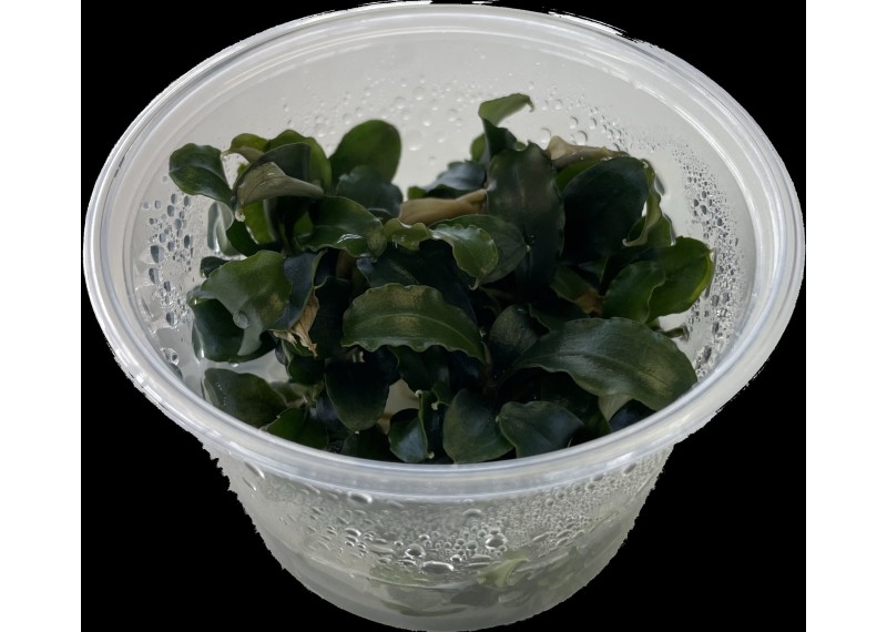 Bucephelandra sp red - Cup in Vitro