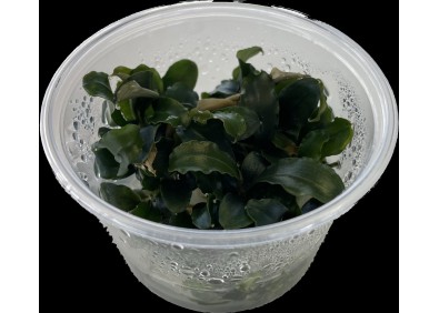 Bucephelandra sp red - Cup in Vitro