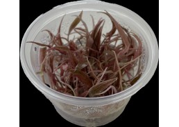 Cryptocoryne flamingo- Cup...