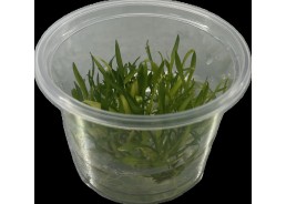 Cryptocoryne parva - Cup in...