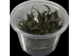 Cryptocoryne petchii pink -...