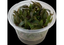 Cryptocoryne undulates -...