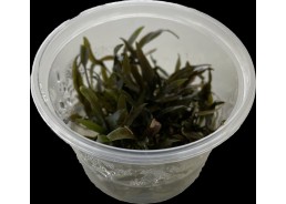 Cryptocoryne wendtii brown...