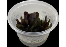Echinodorus reni - Cup in...