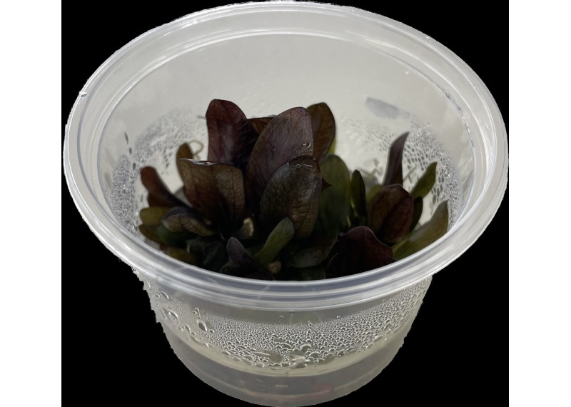 Echinodorus reni - Cup in Vitro