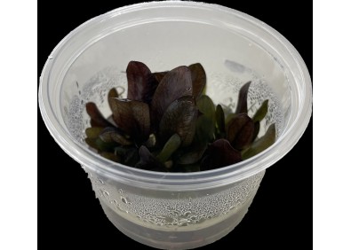 Echinodorus reni - Cup in Vitro