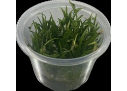 Echinodorus tenellus - Cup...