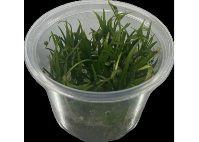 Echinodorus tenellus - Cup in Vitro