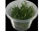 Echinodorus tenellus - Cup in Vitro