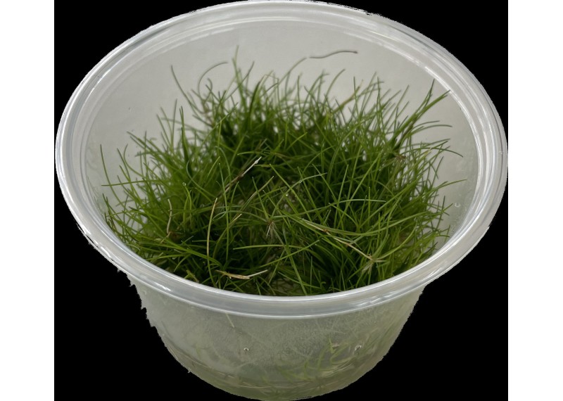 Eleocharis parvula - Cup in Vitro