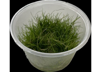 Eleocharis parvula - Cup in Vitro