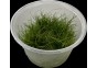 Eleocharis parvula - Cup in Vitro