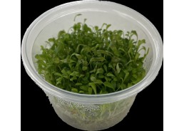 Glossostigma - Cup in Vitro