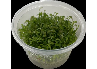 Glossostigma - Cup in Vitro