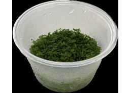 Hemiantus callitrichoides...