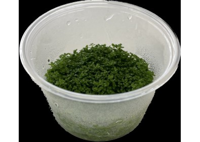 Hemiantus callitrichoides 'Cuba' - Cup in Vitro