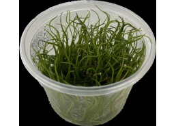 Lilaeopsis brasiliensis -...