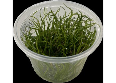 Lilaeopsis brasiliensis - Cup in Vitro